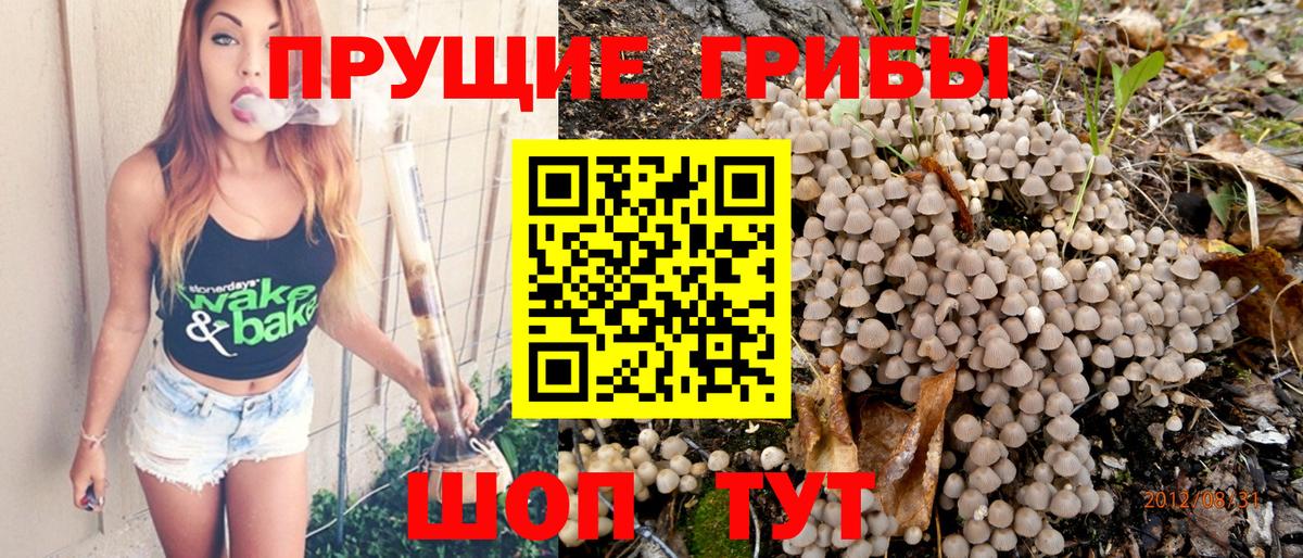 Королёв  Галлюциногенные грибы Cubensis  купить наркотики сайты  Псилоцибиновые грибы Psilocybine cubensis  Вход с VPN 